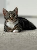 Poes 15 maanden oud, Poes, Ontwormd