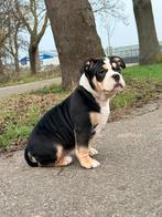 Prachtige American bully pocket pup mag direct mee ., Dieren en Toebehoren, Parvo, Overige rassen, 8 tot 15 weken, Meerdere