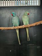 Halsbandparkiet | aqua man x Aqua bont pop, Dieren en Toebehoren, Vogels | Parkieten en Papegaaien, Meerdere dieren, Parkiet, Geringd