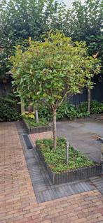 Grote Glansmispel Boom - Zelf Uitspitten!, Ophalen, Volle zon, Bolboom, 100 tot 250 cm