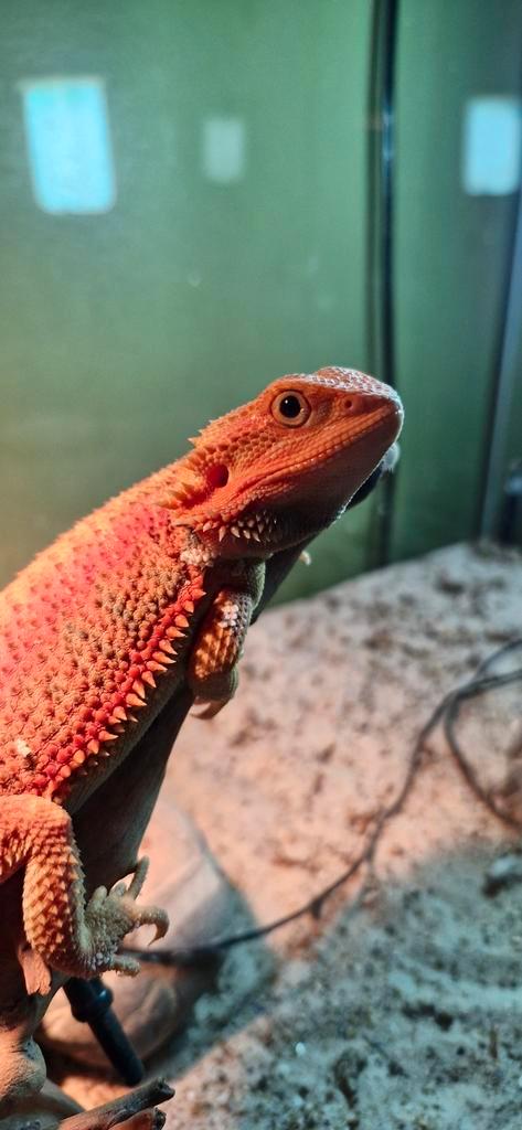 Prachtige rode baardagaam., Dieren en Toebehoren, Reptielen en Amfibieën, Hagedis, 0 tot 2 jaar, Tam