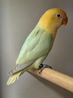 Te koop Fischerie turquase dilute en opaline turquase dilute, Dieren en Toebehoren, Vogels | Parkieten en Papegaaien, Meerdere dieren