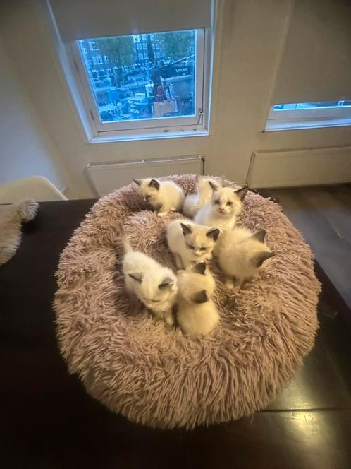 Ragdoll kittens, Dieren en Toebehoren, Katten en Kittens | Raskatten | Langhaar, Meerdere dieren, 0 tot 2 jaar, Ingeënt