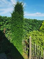 Taxus Baccata 2,8 m hoog. Winterhard en groenblijvend., Tuin en Terras, Bloeit niet, Overige soorten, 250 tot 400 cm, Ophalen