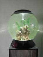 Bol aquarium, Vis