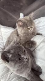 Britse korthaar kater, Dieren en Toebehoren, Katten en Kittens | Raskatten | Korthaar, Kater, Ontwormd