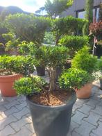Ilex crenata.Blondie Bonsai, Tuin en Terras, Overige soorten, Lente, Minder dan 100 cm, Ophalen