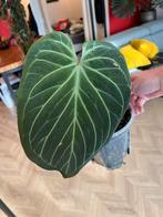 Anthurium King of Spades (KOS) - Greenbeautyportugal, Huis en Inrichting, Kamerplanten, Ophalen, Overige soorten, Halfschaduw