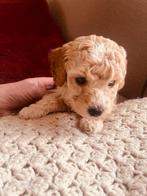 Mini labradoodle pups, Parvo, Overige rassen, 8 tot 15 weken, Meerdere