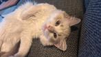 Zeer mooie en lieve ragdoll poes met stamboom!!, Dieren en Toebehoren, Poes, Met stamboom