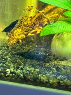 Blue saphire orange eyes neocaridina garnalen, Dieren en Toebehoren, Vissen | Aquariumvissen, Kreeft, Krab of Garnaal