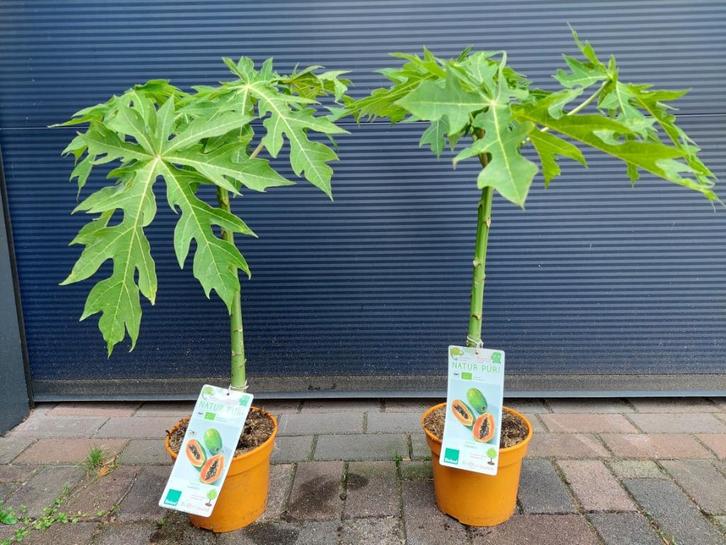 Carica Papaya 'Sunnybees' - Papaja / Boommeloen H: 80 cm., Tuin en Terras, Planten | Fruitbomen, Overige soorten, Minder dan 100 cm