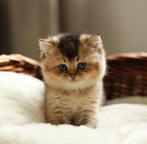 britse korthaar golden shaded kittens (mogen gelijk weg), Dieren en Toebehoren, Meerdere dieren, Ontwormd, 0 tot 2 jaar