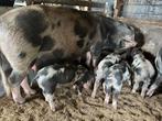 Bonte bentheimer biggen., Dieren en Toebehoren, Schapen, Geiten en Varkens, Meerdere dieren, Varken, 0 tot 2 jaar