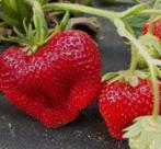 Aardbei Gigantella Plantjes, Tuin en Terras, Planten | Tuinplanten, Volle zon, Vaste plant, Ophalen of Verzenden, Fruitplanten