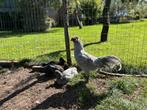 Mooie araucana haan, Mannelijk, Kip