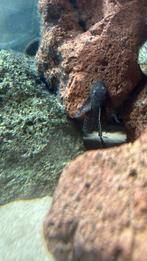 Ancistrus (borstelneusmeerval) – gezonde algeneter, Vis