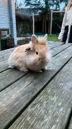 Vos konijntjes, Dieren en Toebehoren, Konijnen, Meerdere dieren, Dwerg