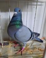 Postduif duivin, Dieren en Toebehoren, Vogels | Duiven, Vrouwelijk, Postduif