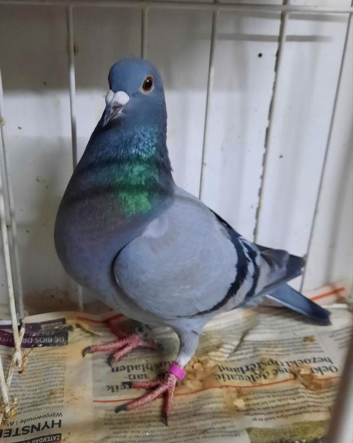 Postduif duivin, Dieren en Toebehoren, Vogels | Duiven, Postduif, Vrouwelijk