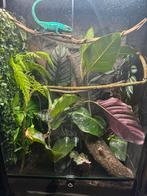 Panter kameleon - man - incl terrarium en toebehoren, Dieren en Toebehoren, Ophalen, Zo goed als nieuw