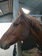 Gezocht plek voor paard, Dieren en Toebehoren, Stalling en Weidegang, Weidegang, 1 paard of pony