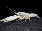 Witte Aquarium Kreeft, Dieren en Toebehoren, Vissen | Aquariumvissen, Kreeft, Krab of Garnaal, Zoetwatervis