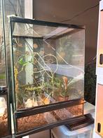 Terrarium 45/45/60, Dieren en Toebehoren, Reptielen en Amfibieën | Toebehoren, Ophalen
