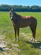 Lieve & Brave 5-jarige Allround Iers Sportpaard, Dieren en Toebehoren, Paarden, Springpaard, B, Gechipt, Ruin