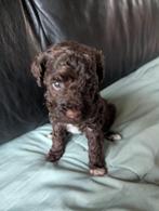 Toypoedel pups reutjes, Dieren en Toebehoren, Honden | Chihuahua's en Gezelschapshonden, Poedel, Reu, 8 tot 15 weken, Meerdere