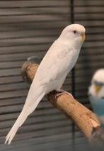 Jonge grasparkieten, Dieren en Toebehoren, Vogels | Parkieten en Papegaaien, Meerdere dieren, Parkiet, Tam