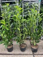 LAURIER, PRUNUS CAUCASICA 100 TOT 110 CM HOOG, NU € 6,95, Ophalen, Laurier, Haag, 100 tot 250 cm