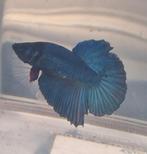 Betta man, Dieren en Toebehoren, Vissen | Aquariumvissen, Vis