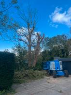 Boom kappen/onderhoud, Tuin en Terras, Planten | Bomen, Ophalen, Volle zon