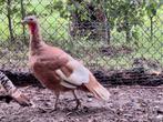Kalkoen hen kalkoenen, Dieren en Toebehoren, Vrouwelijk, Kalkoen