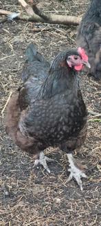 Marans kip, Dieren en Toebehoren, Pluimvee, Vrouwelijk, Kip