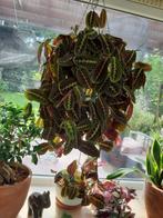 Grote Marante hangplant, Ophalen, Overige soorten, Minder dan 100 cm