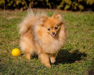 Pomerian️ beschikbaar voor biedingen