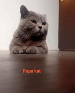 Britse korthaar kittens