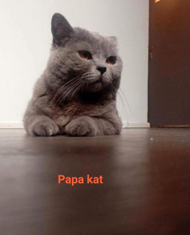 Britse korthaar kittens, Dieren en Toebehoren, Katten en Kittens | Dekkaters