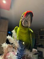 Handtamme buffon ara 5 jaar, Dieren en Toebehoren, Vogels | Parkieten en Papegaaien, Vrouwelijk, Papegaai, Geringd