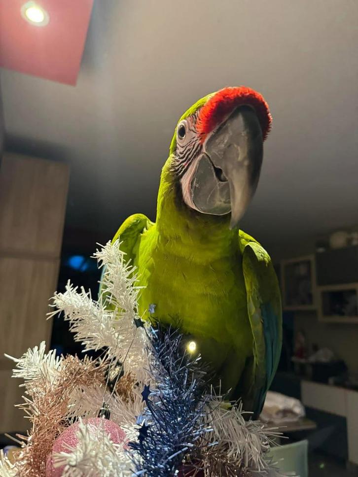 Handtamme buffon ara 5 jaar, Dieren en Toebehoren, Vogels | Parkieten en Papegaaien, Papegaai, Vrouwelijk, Geringd