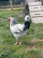 Kippen, Dieren en Toebehoren, Pluimvee, Mannelijk, Kip