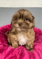 Boomer x mini labradoodle pups, Dieren en Toebehoren, Honden | Niet-rashonden, Meerdere, Klein, 8 tot 15 weken, Meerdere dieren