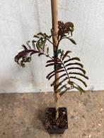 Albizia slaapboom chocolade 30 cm hoog inclusief verzenden, Ophalen of Verzenden