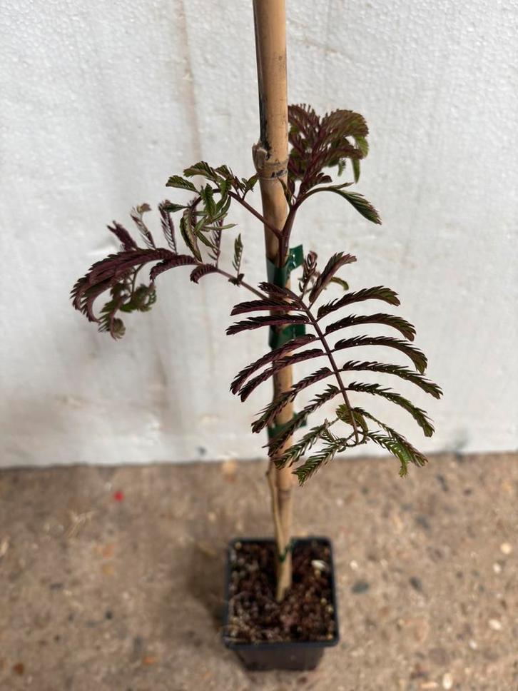 Albizia slaapboom chocolade 30 cm hoog inclusief verzenden, Tuin en Terras, Planten | Bomen, Ophalen of Verzenden