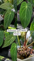Anthurium ‘Dark Mulan’ (Papillilaminum x Metallicum), Verzenden