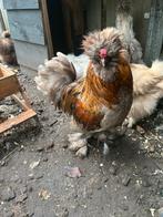 Prachtige haan (zijdehoender) Gratis, Dieren en Toebehoren, Pluimvee, Mannelijk, Kip