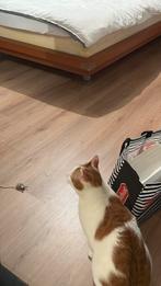 GEZOCHT Hornbach basic bruin eiken laminaat, Ophalen, 50 tot 150 cm, Nieuw, 10 tot 30 cm