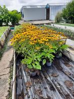 Rudbeckia goldsturm (gele zonnehoed), Ophalen, Overige soorten, Minder dan 100 cm